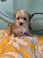 Maltipoo girl1, a female Maltipoo for sale in Newalla, OK – 4 of 4