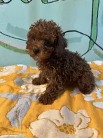 AKC toy boy, a male Poodle - Toy  for sale in Newalla, OK – 2 of 3