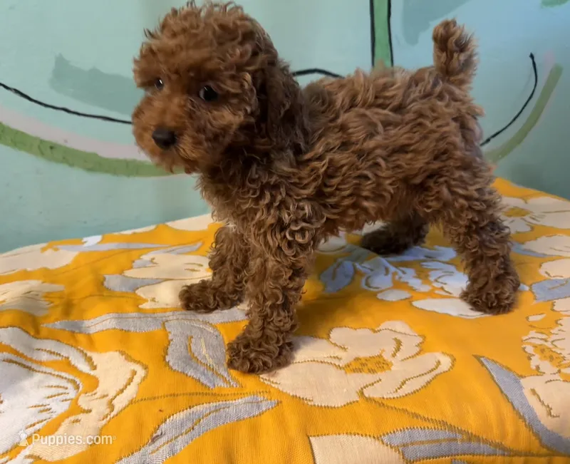 AKC Lucy f1 – Poodle - Toy  puppy for sale in Newalla, OK