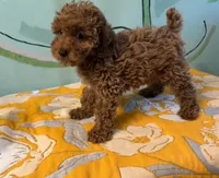 AKC Lucy f1, a female Poodle - Toy  for sale in Newalla, OK – 1 of 2