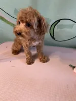 Teacup boy 1 pet, a male Shihpoo and Poodle - Toy  for sale in Newalla, OK – 2 of 5