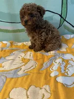 AKC Lucy f3, a female Poodle - Toy  for sale in Newalla, OK – 2 of 2