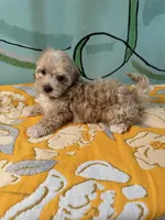 Maltipoo girl1, a female Maltipoo for sale in Newalla, OK – 2 of 4