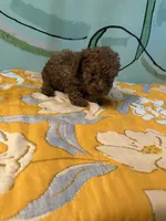 AKC teacup boy , a male Poodle - Toy  for sale in Newalla, OK – 4 of 4
