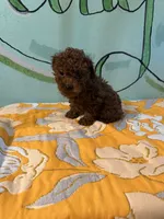 AKC toy boy 1, a male Poodle - Toy  for sale in Newalla, OK – 3 of 4