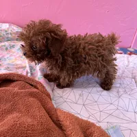 AKC teacup girl1, a female Poodle - Toy  for sale in Newalla, OK – Photo 3 of 6