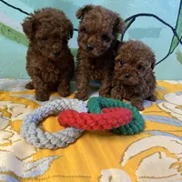 AKC teacup girl1, a female Poodle - Toy  for sale in Newalla, OK – Photo 4 of 6