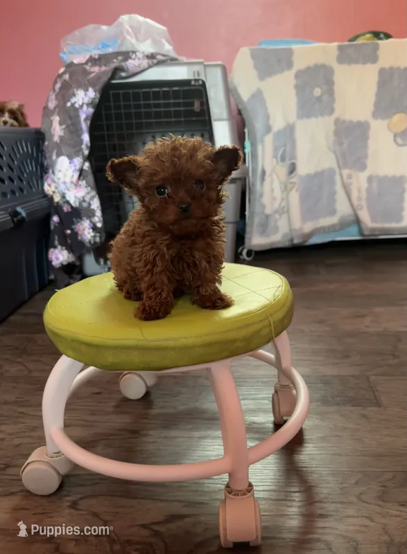 AKC teacup girl1 – Poodle - Toy  puppy for sale in Newalla, OK