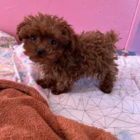 AKC teacup girl1, a female Poodle - Toy  for sale in Newalla, OK – Photo 2 of 6