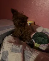 AKC teacup girl1, a female Poodle - Toy  for sale in Newalla, OK – Photo 6 of 6