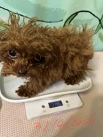 AKC teacup girl1, a female Poodle - Toy  for sale in Newalla, OK – Photo 5 of 6