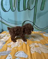 AKC Tcup F, a female Poodle - Toy  for sale in Newalla, OK – Photo 2 of 3