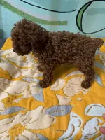 AKC Tcup F, a female Poodle - Toy  for sale in Newalla, OK – Photo 1 of 3
