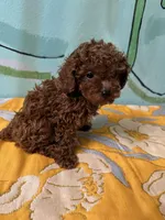 AKC Tcup F, a female Poodle - Toy  for sale in Newalla, OK – Photo 3 of 3