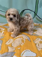 Maltipoo girl2 , a female Maltipoo for sale in Newalla, OK – 4 of 4