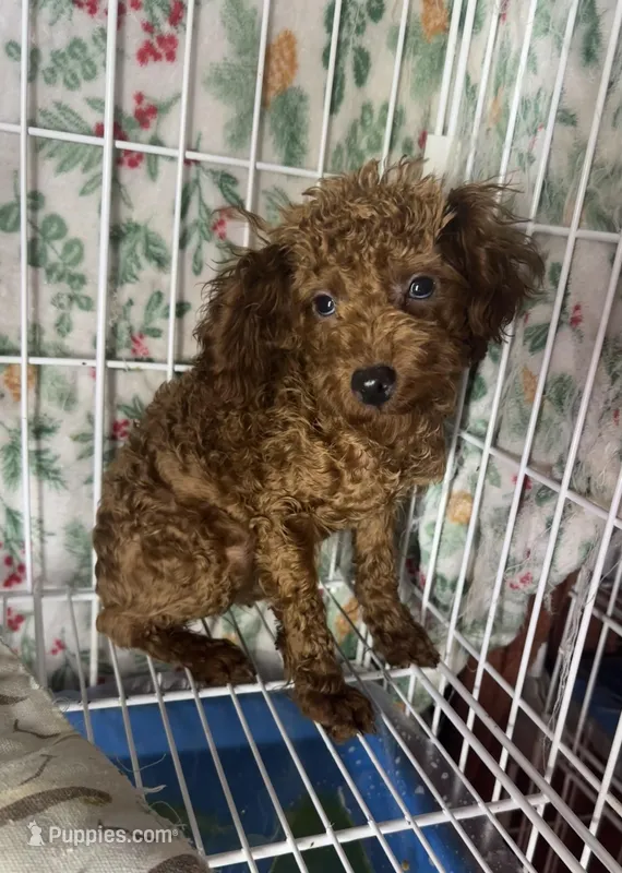 AKC Tcup boy pet – Poodle - Toy  puppy for sale in Newalla, OK