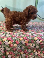 AKC Tcup boy1 , a male Poodle - Toy  for sale in Newalla, OK – Photo 3 of 3