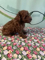 AKC Tcup boy pet, a male Poodle - Toy  for sale in Newalla, OK – Photo 2 of 2