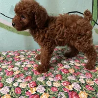 AKC boy, a male Poodle - Toy  for sale in Newalla, OK – Photo 1 of 2