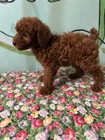 processed/e613e2bd-6181-4680-ad1e-64c480a06dde/listing/3fc1c2da-c961-4bc5-bb55-458917d0ec17/5f938c8b-f6d5-4195-a252-604cb0c039e9