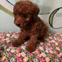 AKC boy, a male Poodle - Toy  for sale in Newalla, OK – Photo 2 of 2