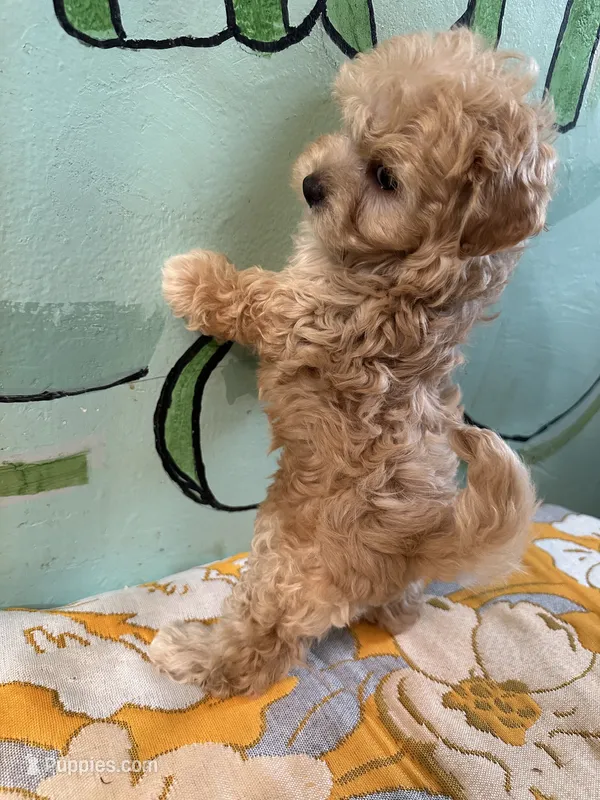 Maltipoo girl2  – Maltipoo puppy for sale in Newalla, OK