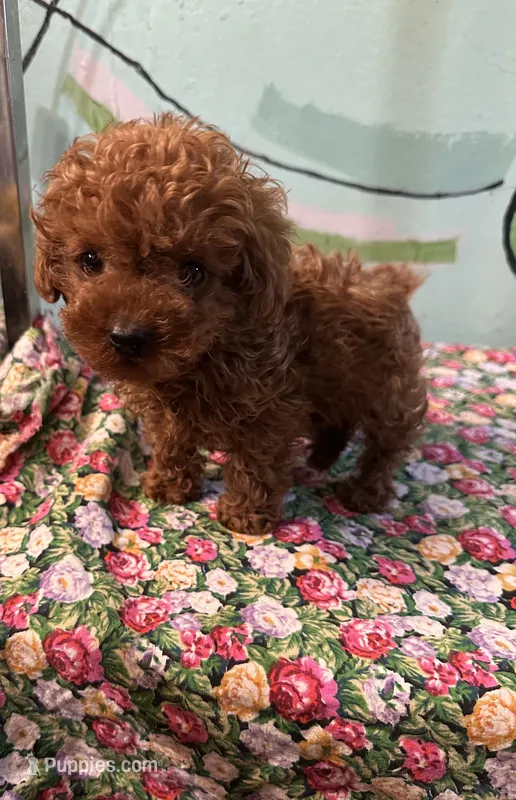 AKC Lily teacup m1  – Poodle - Toy  puppy for sale in Newalla, OK