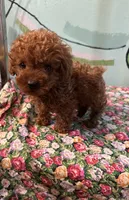 AKC Lily teacup m1 , a male Poodle - Toy  for sale in Newalla, OK – 1 of 5