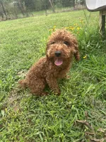 AKC TCup#m3, a male Poodle - Toy  for sale in Newalla, OK – 2 of 6