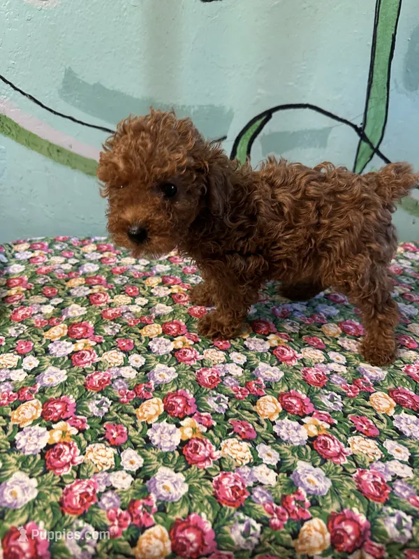 AKC Lily m2  – Poodle - Toy  puppy for sale in Newalla, OK