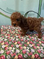 AKC Lily m2 , a male Poodle - Toy  for sale in Newalla, OK – 1 of 4