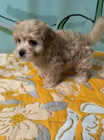 Maltipoo boy , a male Maltipoo and Poodle - Toy  for sale in Newalla, OK – 2 of 3