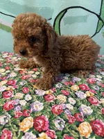 Shihpoo girl, a female Shihpoo for sale in Newalla, OK – 2 of 3