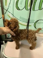 AKC teacup male, a male Poodle - Toy  for sale in Newalla, OK – Photo 3 of 3