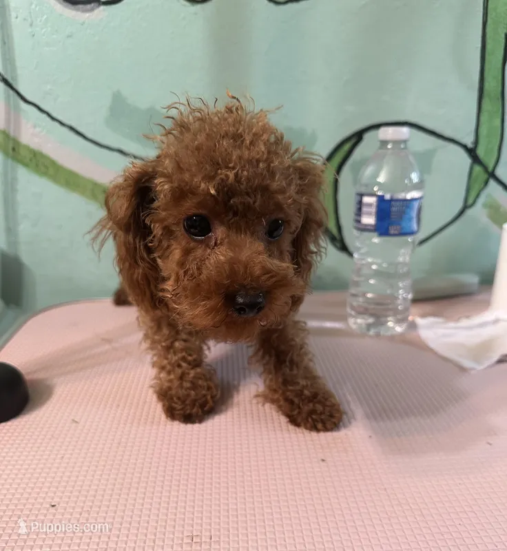 AKC teacup m – Poodle - Toy  puppy for sale in Newalla, OK