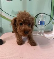 AKC teacup male, a male Poodle - Toy  for sale in Newalla, OK – Photo 1 of 3