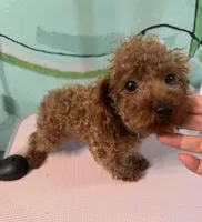 AKC teacup male, a male Poodle - Toy  for sale in Newalla, OK – Photo 2 of 3