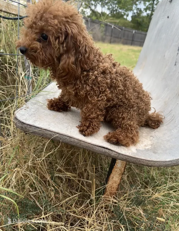 AKC teacup male – Poodle - Toy  puppy for sale in Newalla, OK