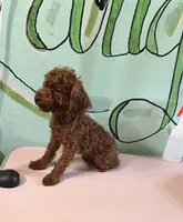 AKC Tcup boy pet, a male Poodle - Toy  for sale in Newalla, OK – 2 of 3