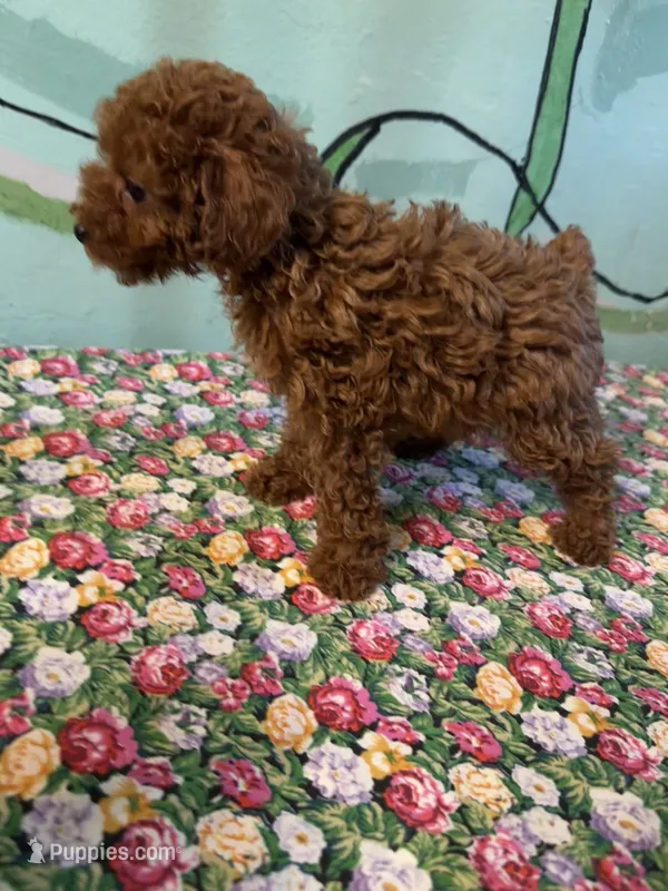 AKC rose f1  – Poodle - Toy  puppy for sale in Newalla, OK