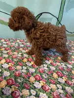 AKC rose f1 , a female Poodle - Toy  for sale in Newalla, OK – 1 of 2