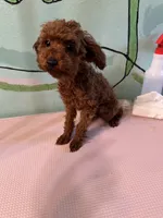 AKC teacup girl2, a female Poodle - Toy  for sale in Newalla, OK – 2 of 6