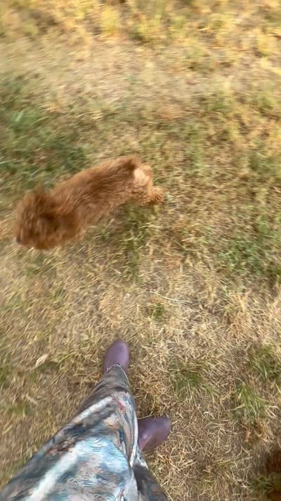 AKC apricot girl , a female Poodle - Toy  for sale in Newalla, OK – 4 of 4