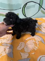 Teacup boy2 , a male Shihpoo and Poodle - Toy  for sale in Newalla, OK – 1 of 3