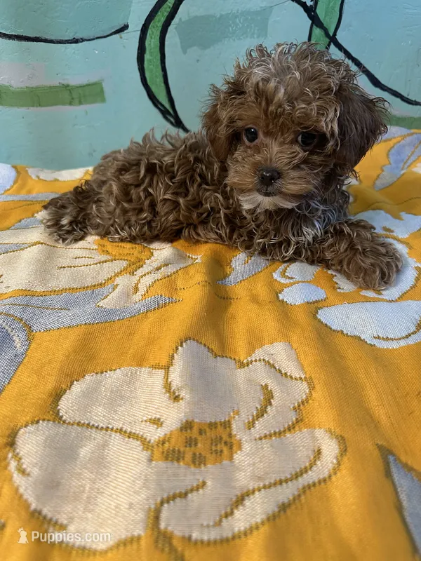 Maltipoo teacup girl – Maltipoo, Poodle - Toy  puppy for sale in Newalla, OK