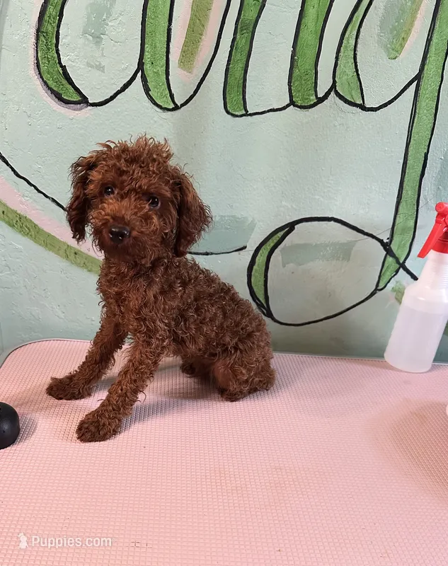 AKC Tcup boy pet – Poodle - Toy  puppy for sale in Newalla, OK