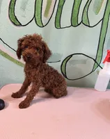 AKC Tcup boy pet, a male Poodle - Toy  for sale in Newalla, OK – 1 of 3