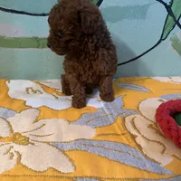 AKC teacup girl2, a female Poodle - Toy  for sale in Newalla, OK – Photo 2 of 4