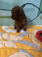 AKC teacup girl2, a female Poodle - Toy  for sale in Newalla, OK – Photo 2 of 4