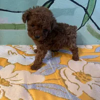 AKC teacup girl2, a female Poodle - Toy  for sale in Newalla, OK – Photo 3 of 4
